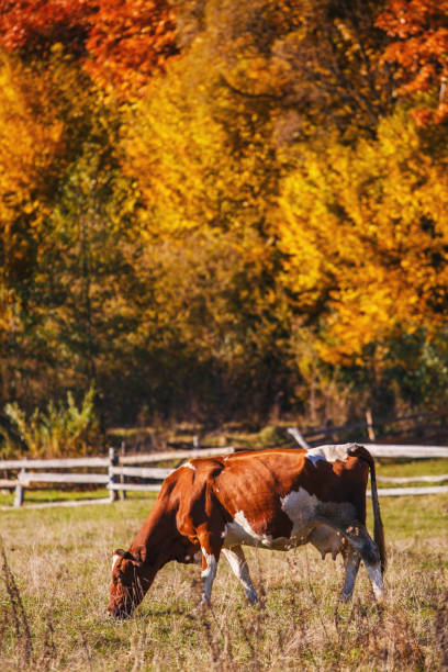 istock Cow grazes in the autumnal meadow. 869998720