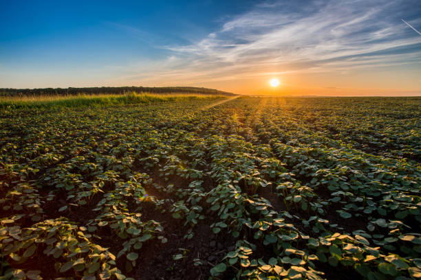 istock Sunset over agricultural green field. 869998774