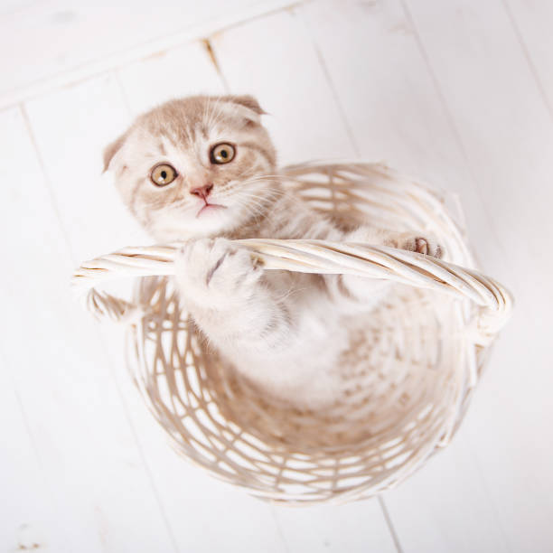 istock Cat background. Picture for a calendar with kitten. 869998874
