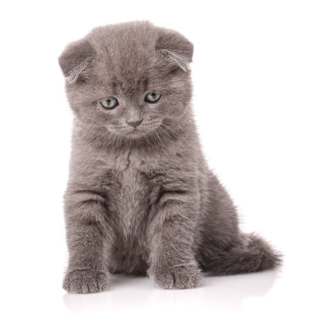 istock Lop-eared kitten. Scotland cat 869999006