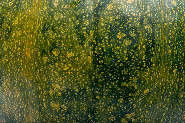Avocado tight close-up in a macro studio shot. Avocado was illuminated directly by a flashlight with snoot several times through the cut so the lighting would not spread around the image. There is also a general flash light with less power illuminating the rest of the frame. Each selected illumination was one photo and then all of them were stacked together in software.