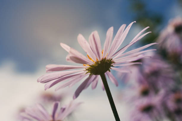 istock beautiful garden flowers, violet daisy 869999128