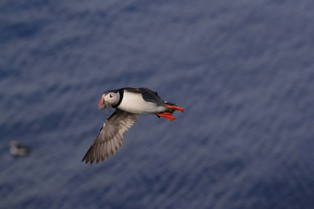 istock Puffin, Fratercula arctica, Iceland 869999950