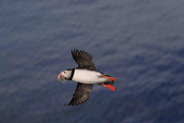istock Puffin, Fratercula arctica, Iceland 870000382