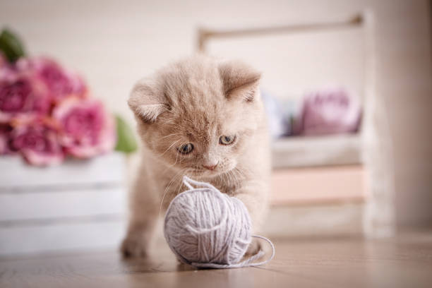 istock Cat, thoroughbred cat, pet. Scottish Fold Kitten 870000402