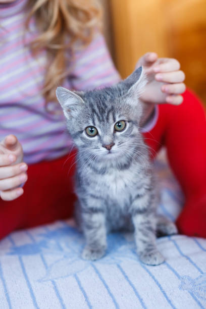 istock gray pussywith little girl 870000542