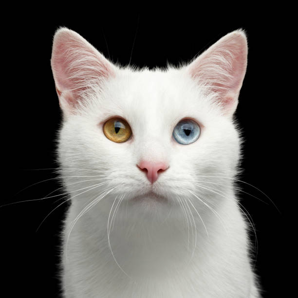 istock Portrait of White Cat on Isolated Black Background 870001184