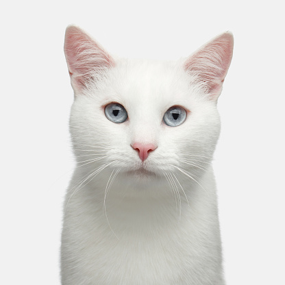 Portrait of Pure White Cat with blue eyes on Isolated Background, front view