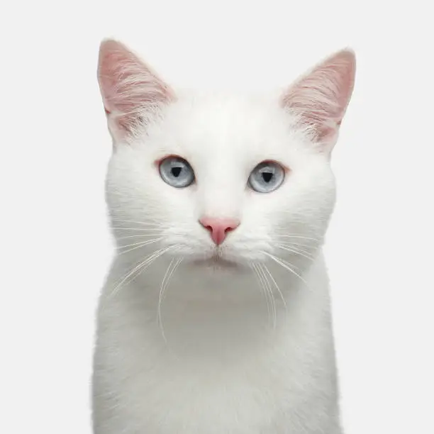 Photo of Portrait of White Cat on Isolated Background