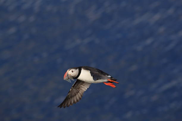 istock Puffin, Fratercula arctica, Iceland 870001348