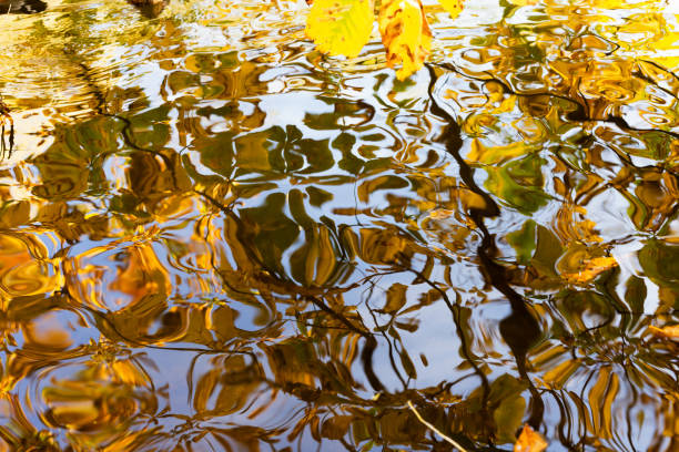 istock Autumn leaves in a lake 870003654