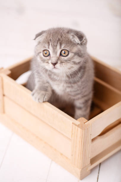 istock Cute Scottish cat with big yellow eyes 870005224