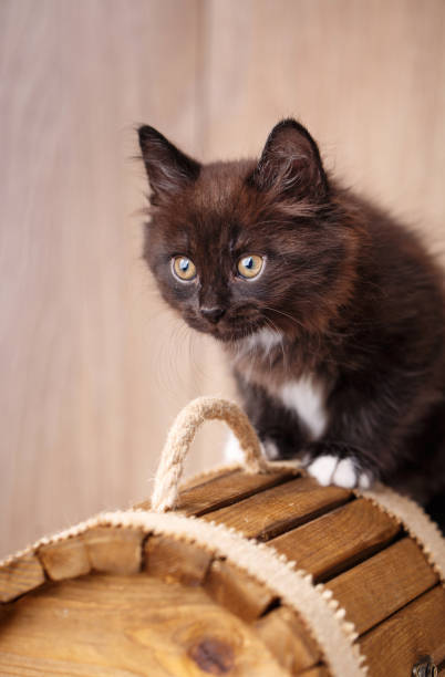 istock Black cat portrait on a wooden background 870005246