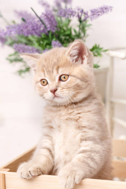 istock Scottish fold cat. Baby animal portrait 870005252