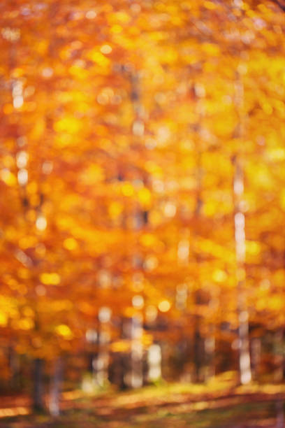 istock Abstract background, bokeh yellow autumn leaves 870005542