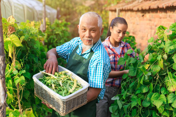 istock Farm workers harvesting green beans 870005770