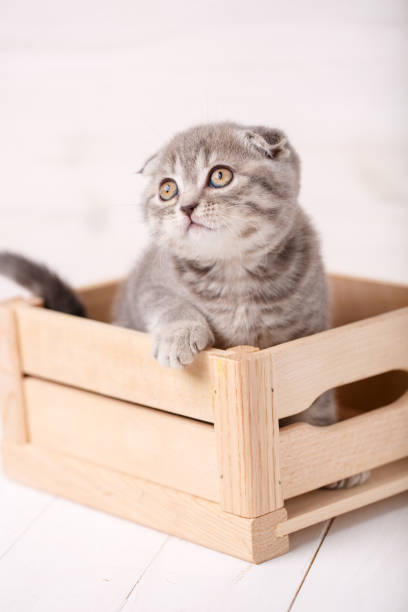 istock Scottish cat playing in wooden box 870011986