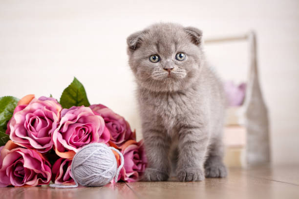 A kitten with a bouquet of roses is playing with ball thread. Scottish kitten portrait. Cat at home. Scottish Fold Cat. Purebred cats. playful kitten scottish fold cat photos stock pictures, royalty-free photos & images