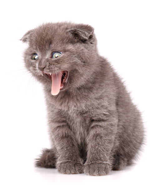 istock Gray Scottish Fold Cat sits on white background with open mouth. A playful kitten. 870012152