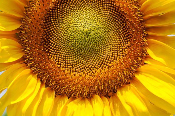 istock head of sunflower 870015868