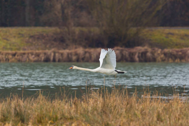 istock mute swan (cygnus olor) in flight, water, reed belt 870016126