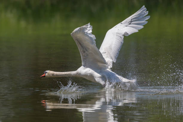 istock mute swan (Cygnus olor) with spread wings running water surface 870016268