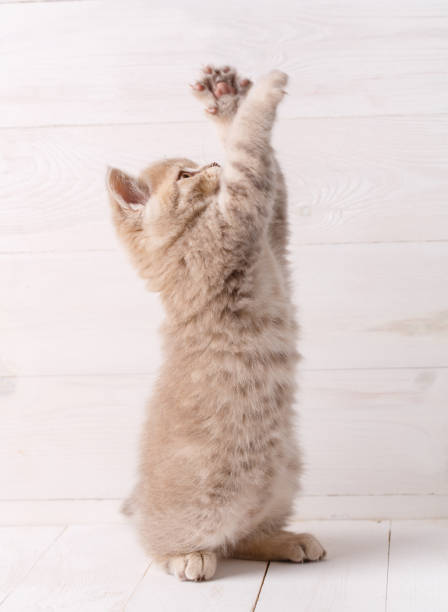 istock Scottish kitten on bright wooden boards 870016470