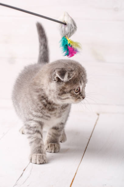 istock Cute cat on wooden background. 870016492