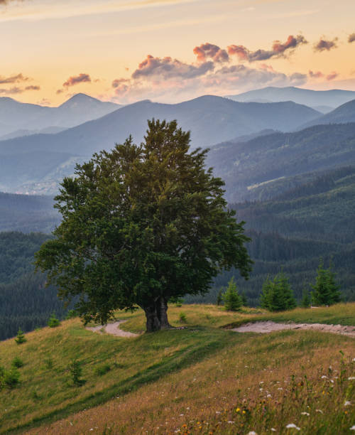 istock Mountain landscape. Lonely tree near the hiking path 870016734