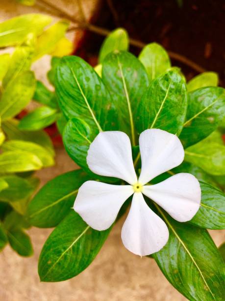 istock White Periwinkle flower in garden 870023416