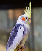 corella-papagei.jpg?b=1&s=170x170&k=20&c=Wq9eNK00V_YQU8hV32kyXagwe-5cH6gxajjRQL-MSas=