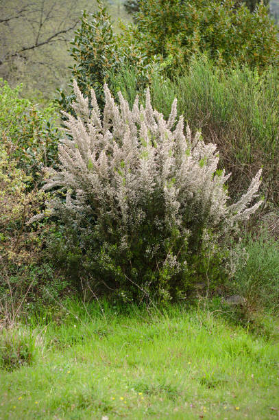 istock Erica arborea - flowering 870030386