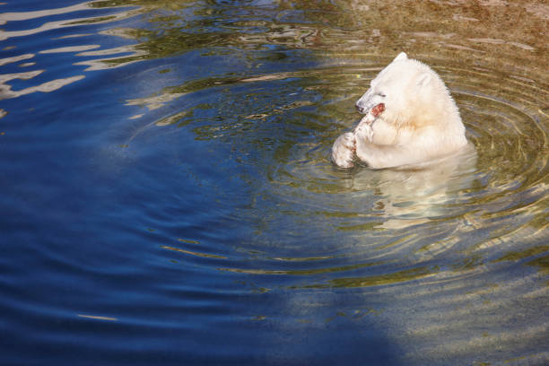 polar bear cub essen auf dem wasser. tierwelt tier hintergrund. - polar bear young animal isolated cub stock-fotos und bilder