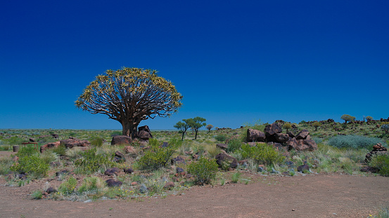 Quiver tree or kokerboom forest and giants sports ground near Keetmanshoop, Namibia