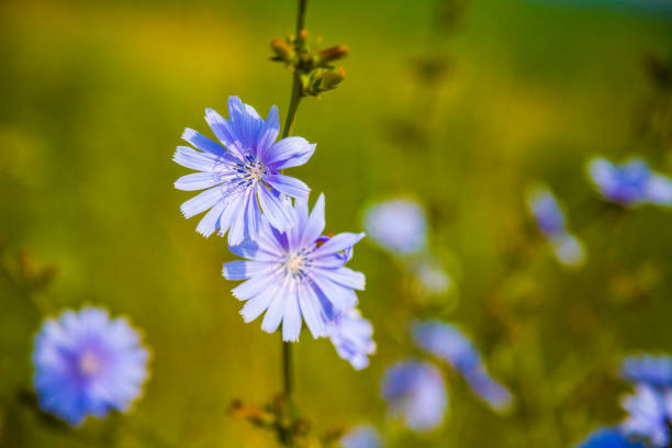 Blue chicory flowers on a meadow on a summer day