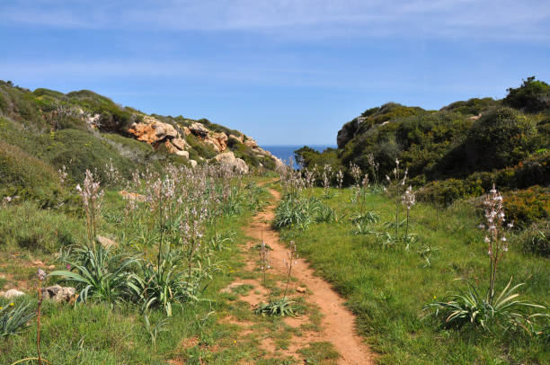 Green landscape on spanish island Menorca