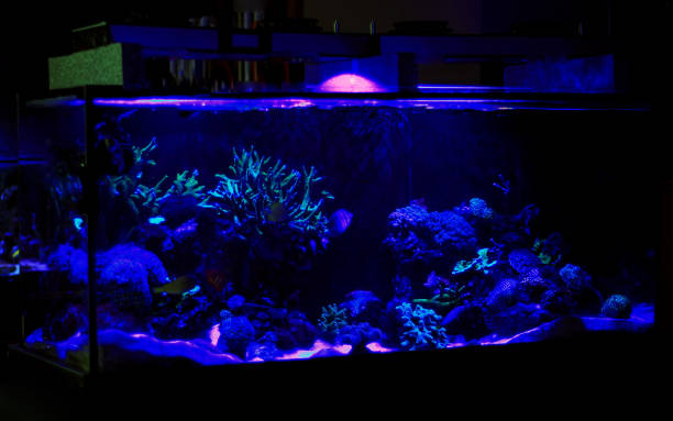 istock Coral reef aquarium tank 870035368
