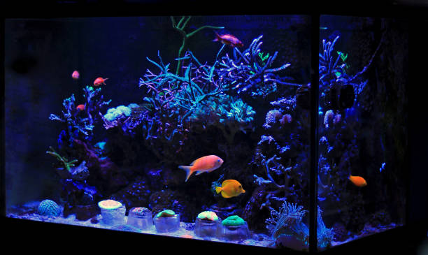 istock Coral reef aquarium tank 870035380