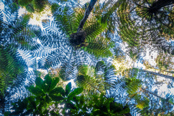 Giant ferns in redwood forest, Rotorua, New Zealand Giant ferns in Whakarewarewa redwood forest, Rotorua, New Zealand whakarewarewa stock pictures, royalty-free photos & images