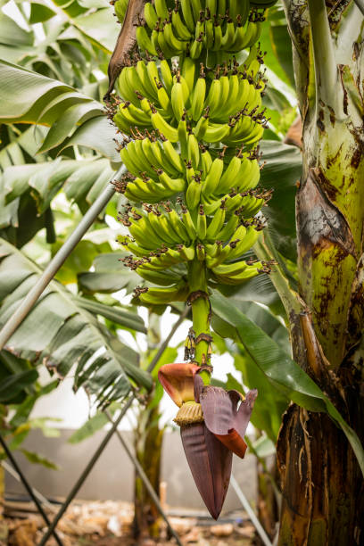 istock Bananas agricultural plantation 870044412