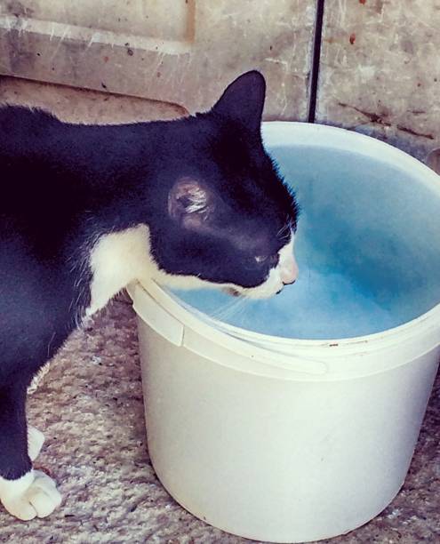 istock Black and white cat drinking water from bucket 870044596