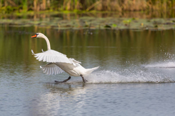 istock mute swan (Cygnus olor) running on the water surface with reed 870044832