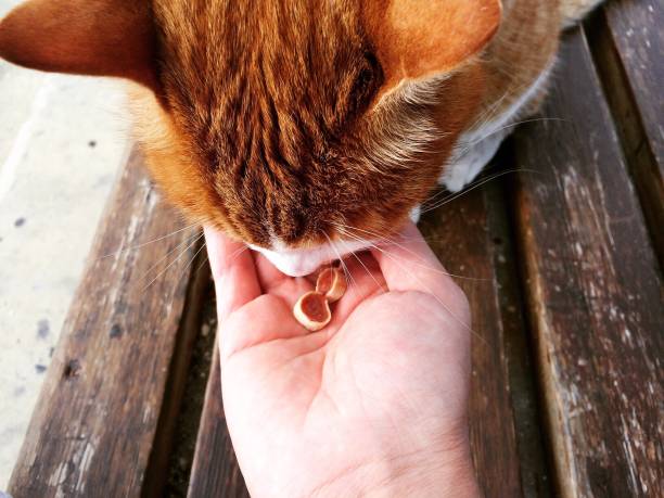 istock Ginger cat eating food from person hand 870045016