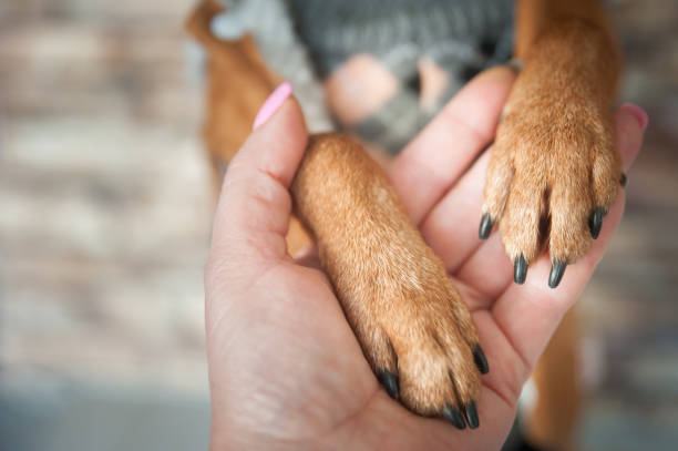 istock Dog paws and human hand close up. 870049938