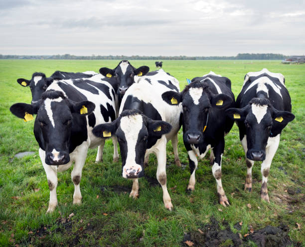 istock curious black and white cows in dutch meadow 870053350