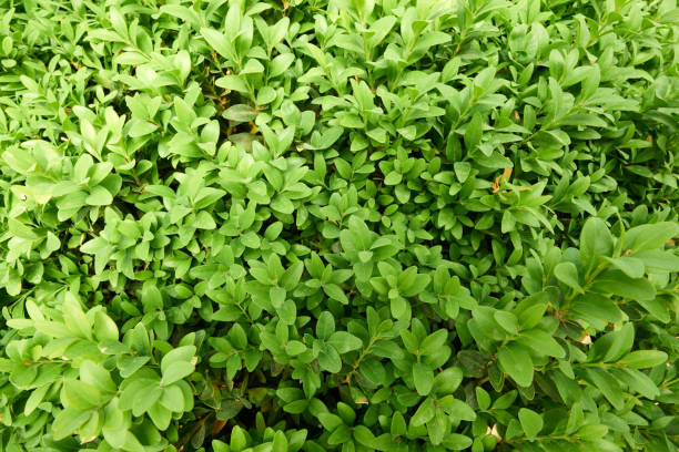 istock Seedlings for urban flower beds 870057478