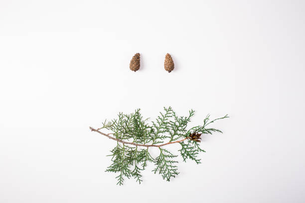 istock Pine branch with cone on a white background for Christmas decorations 870061230