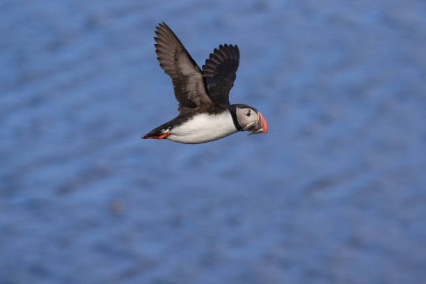 istock Puffin, Fratercula arctica, Iceland 870064596