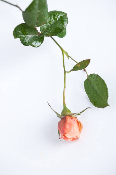 istock red pink rose blooming studio shot with white background 870064982