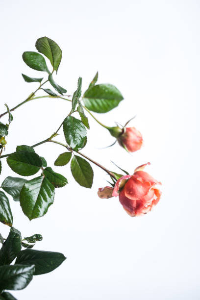 istock red pink rose blooming studio shot with white background 870065184
